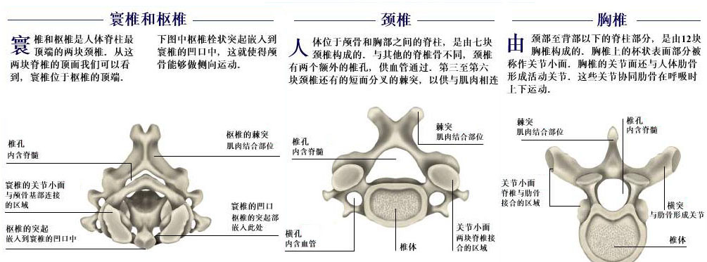 人体椎体:包括颈椎7块(颈1为寰椎,颈2为枢椎),胸椎12块,腰椎5块,骶椎